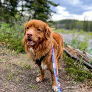 Rocky Mountain Dog - PNW All-Mountain Dog Leash